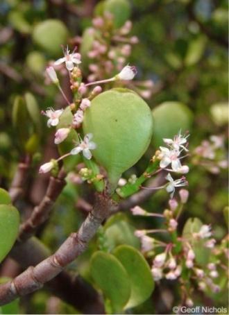 In flower. Image Geoff Nichols